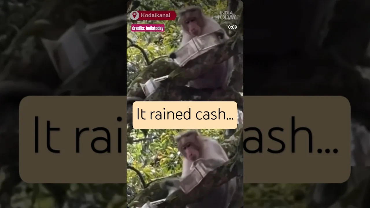 Monkey robs money from tourist at Kodaikanal #cash #money #monkey #viralvideo