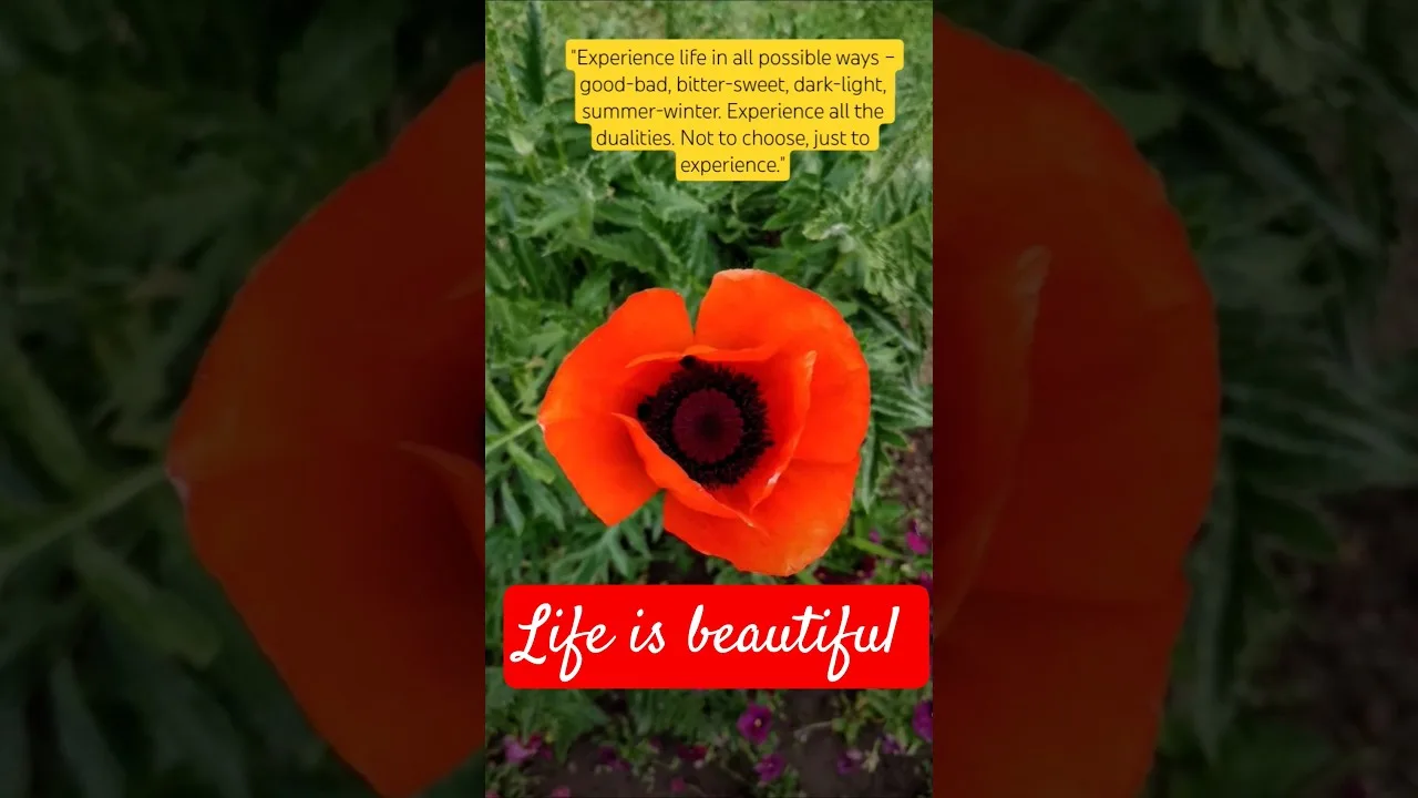Experience life in all possible ways #kaleidoscope #life #shorts 1 Experience life in all possible ways #kaleidoscope #life #shorts
