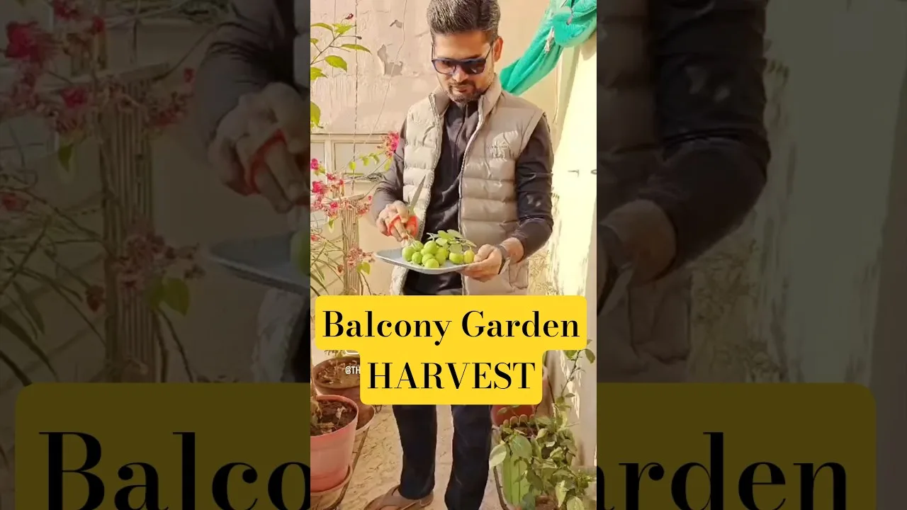 Growing organic lemon in my balcony #balconygarden #organicgardening #thegeoecologist #shorts