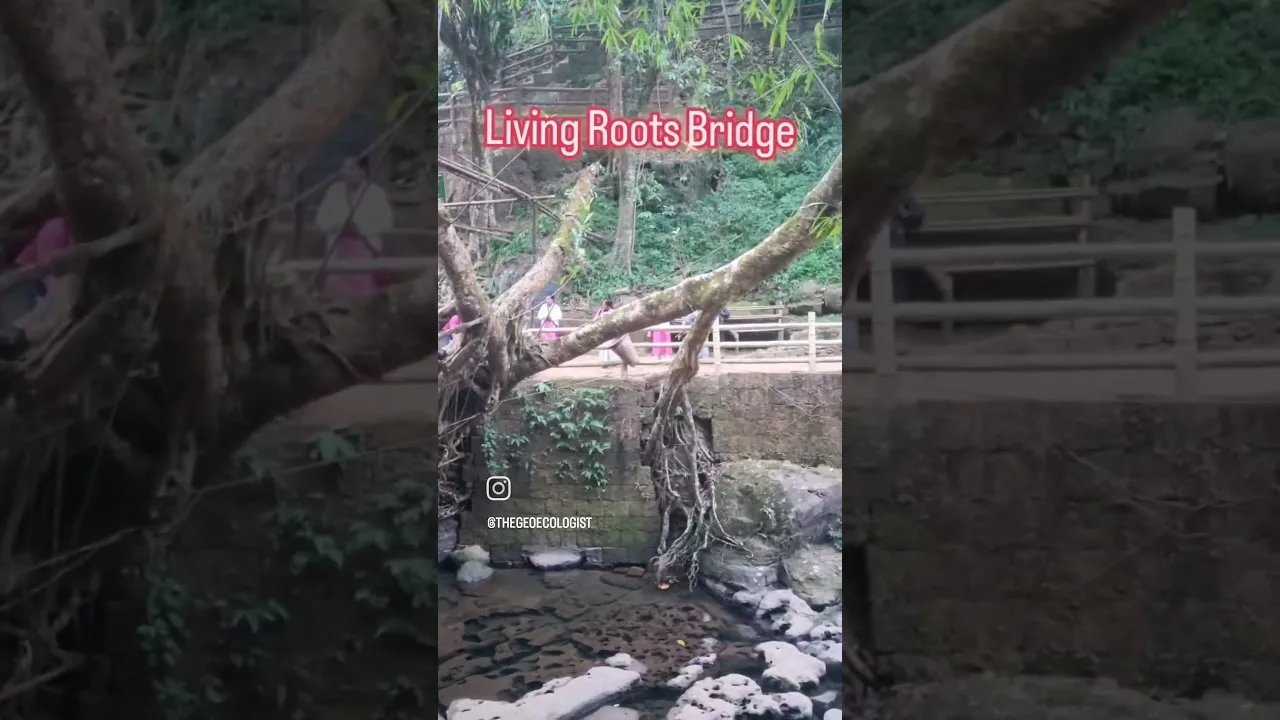 Living Root Bridge - Meghalaya #livingrootbridges #viral #shorts 1 Living Root Bridge - Meghalaya #livingrootbridges #viral #shorts