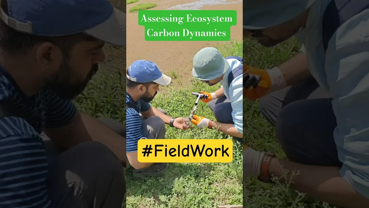 Ecosystem Carbon Dynamics #thegeoecologist #climatechange #shorts