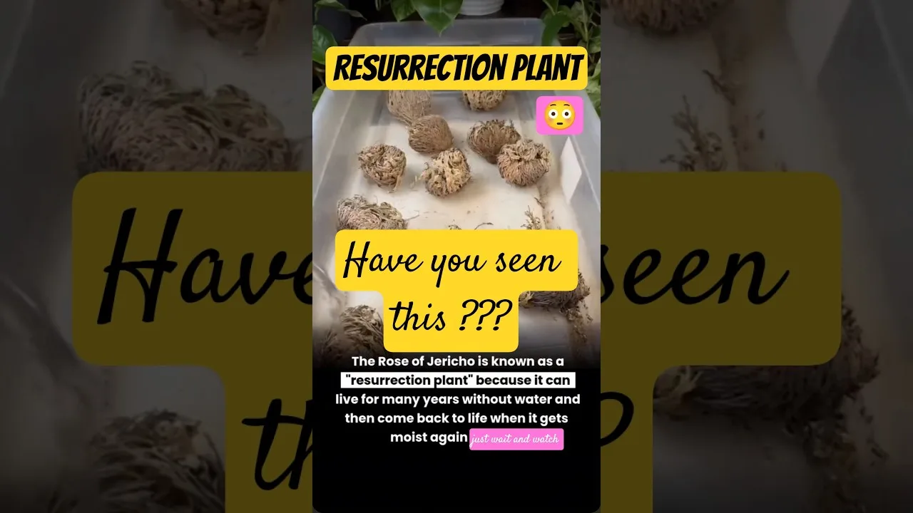 Rose of Jericho-Resurrection Plant #viralvideo #viralshorts #shorts