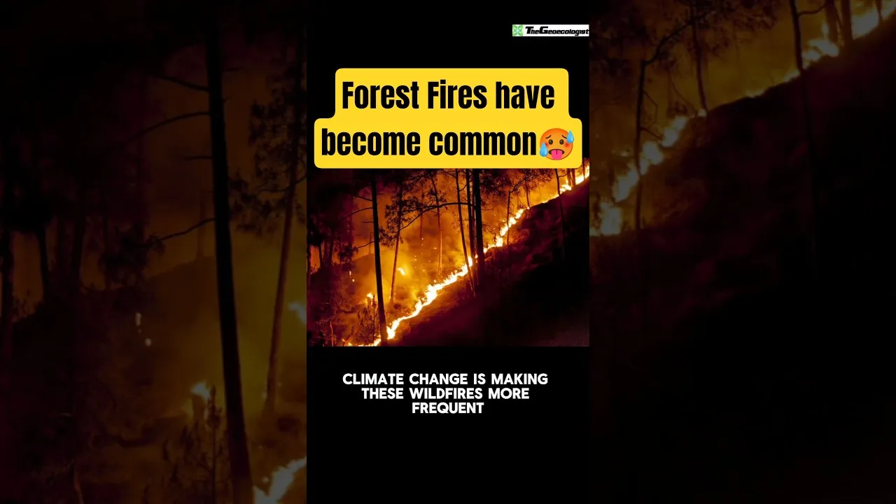 Forest fires in india have become common #climatechange #forestfires #viralshorts #shorts