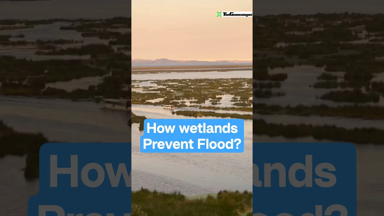 How wetlands prevent floods #wetlands #thegeoecologist #shorts 1 How wetlands prevent floods #wetlands #thegeoecologist #shorts