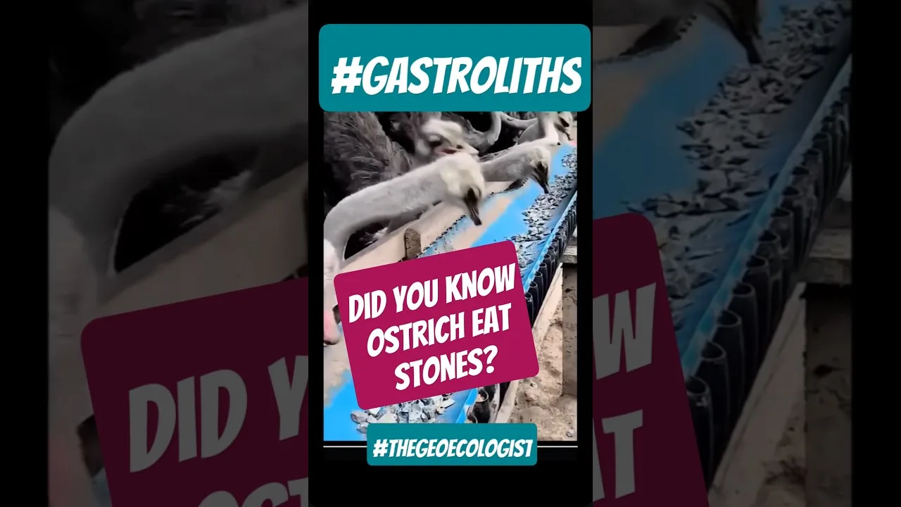 Ostrich Gastroliths: How Stones Aid Digestion in Ostriches