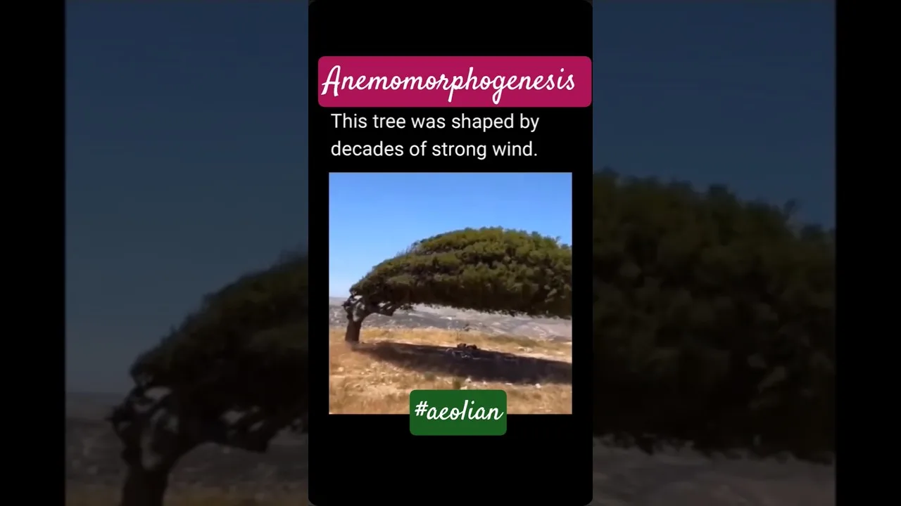 Tree Wind Adaptation: Anemomorphogenesis Guide