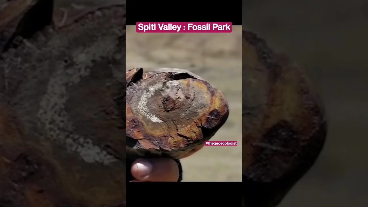 Spiti Valley Fossils: India's Hidden Paleontological Treasure